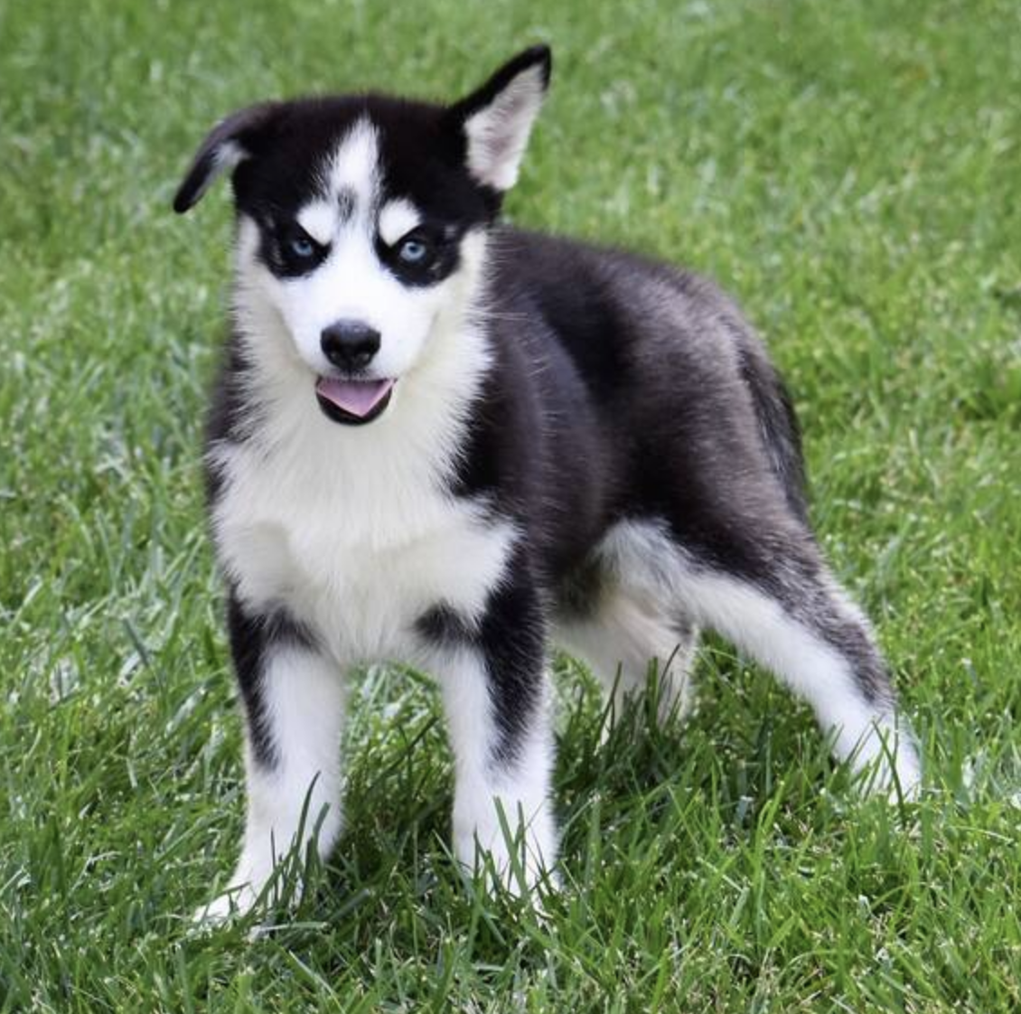 comprar cachorros sanos, baratos y asequibles para la venta